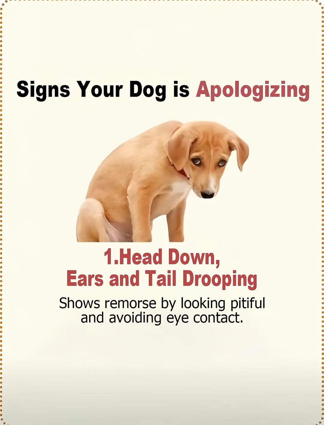 Signs Your Dog is Apologizing
1. Head Down, Ears and Tail Dr