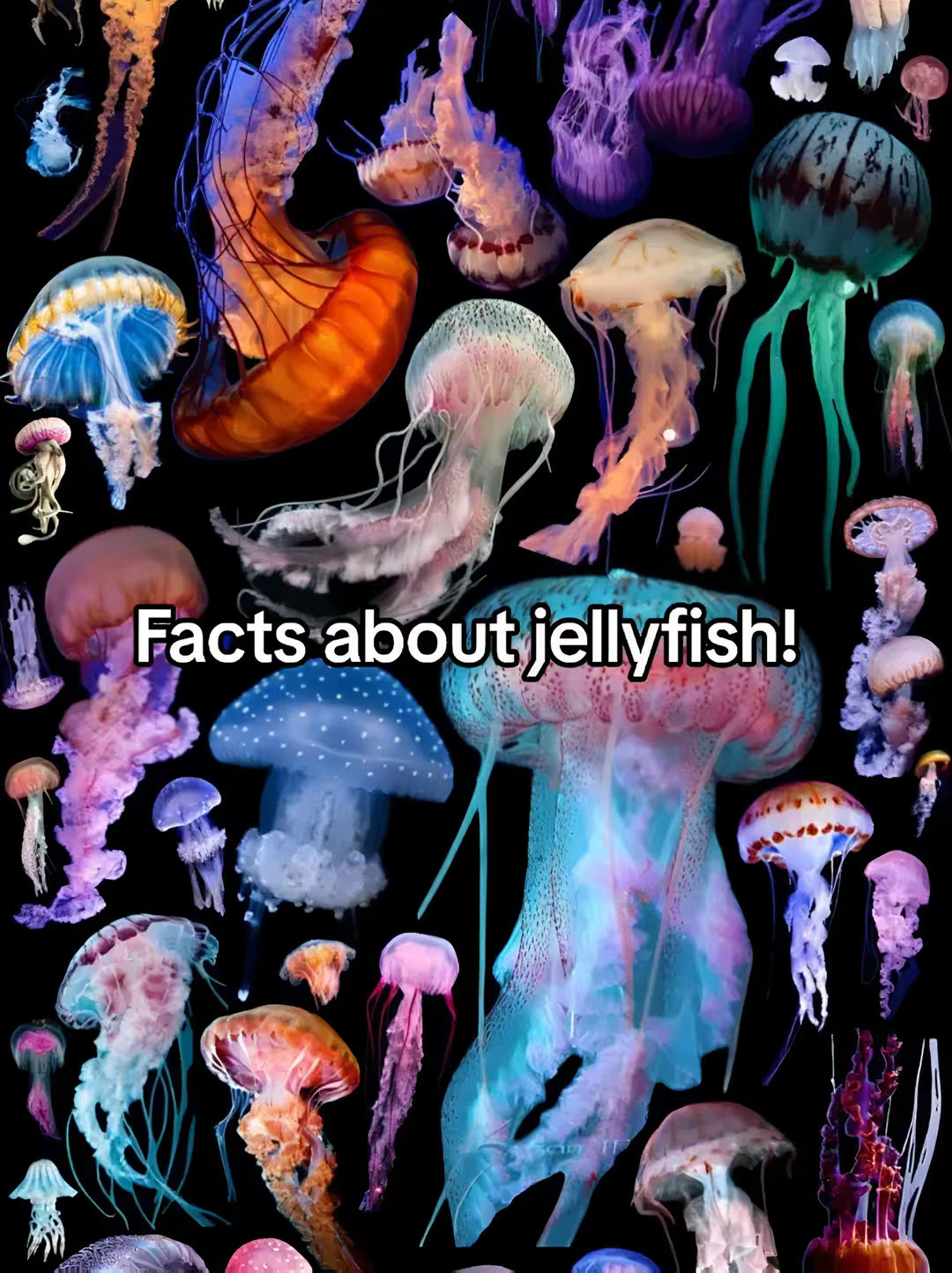 Facts about jellyfish!