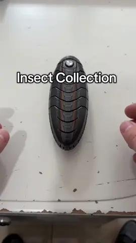 Insect Collection